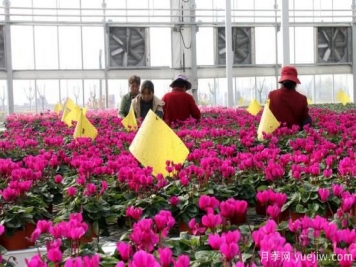 扬州高邮：每天发货30万株，花工厂绽放乡村振兴致富花