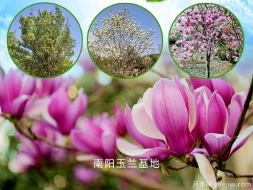 南阳南召：玉兰树致富路，家门口的产业就业
