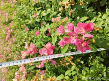 安吉拉月季盆栽苗，60厘米高基地发货