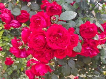 6款红色系的藤本月季品种，适合打造网红花墙