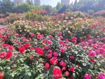 郑州月季公园40万株月季竞相绽放，感受花漾生活