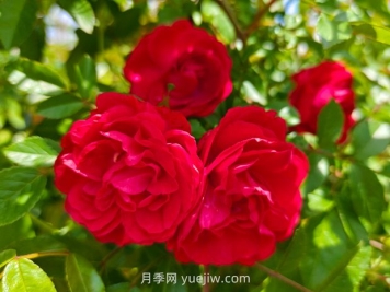 月季红木香爆花机器，花艳丽花量大花期长