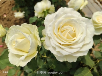 十一朵白玫瑰的花语和寓意