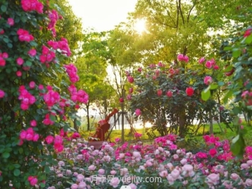 上海前滩休闲公园，月季花海盛景等你赏