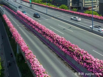 杭州高架月季初开，2024年又到走花路时间