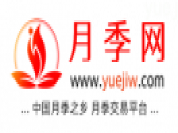 中国上海龙凤419，月季品种介绍和养护知识分享专业网站