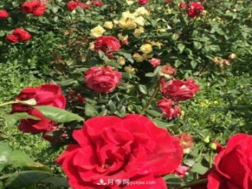 山西运城农民柳庚申建当地精品月季园，种植300多个月季花品种