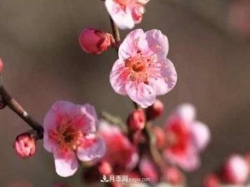 淮北市的市花是什么？月季花的花语寓意